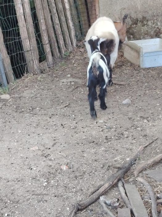 Cabrito com 1 mês