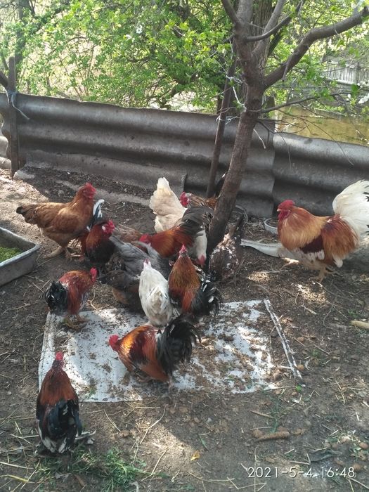 Півні (Корольки)