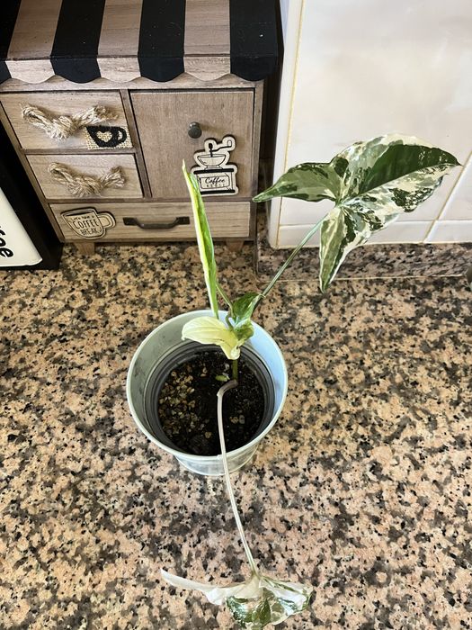 Syngoniuns plantas naturais (raras)