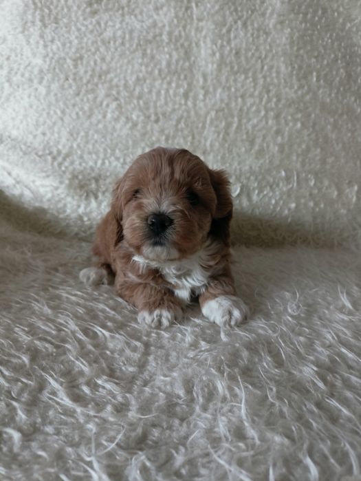 Maltipoo - maltańczyk & pudel toy