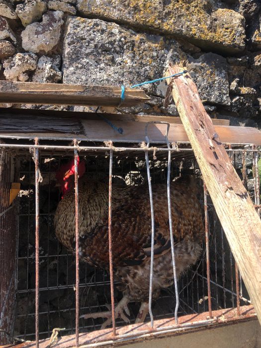 Galos  mouriscos e vermelhos