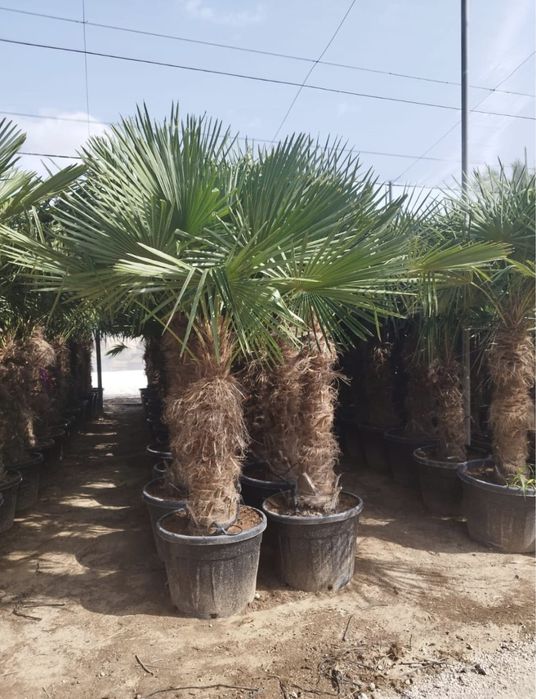 Palma mrozoodporna Trachycarpus Fortunei Szorstkowiec wys. 220cm