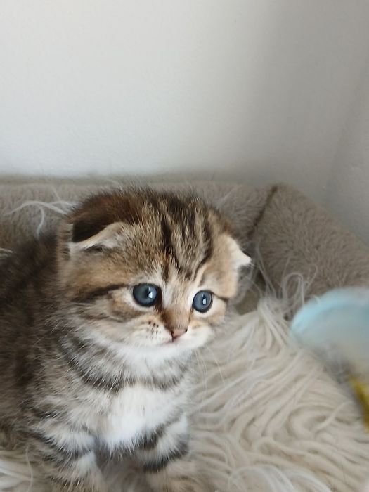 Scottish Fold fêmea