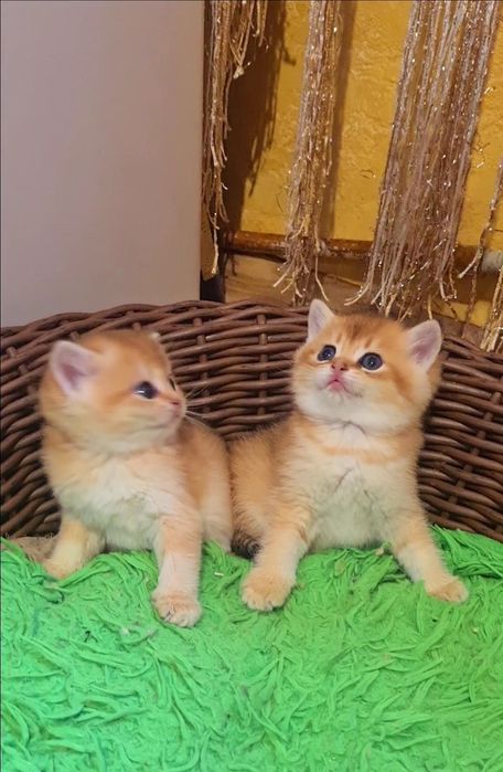 Шикардосик ждёт вас!Золотая шиншилла