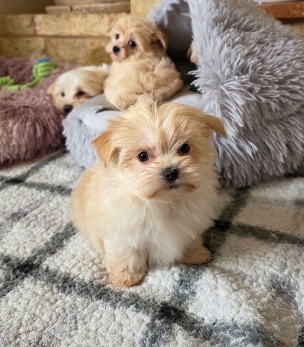 Miniaturka york yorkshire terier golddust prześliczna sunia