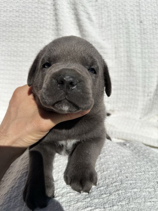 Голубий хлопчик кане корсо Барс, 1 місяць — потужний і красивий