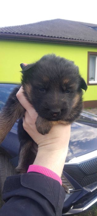 Німецька вівчарка