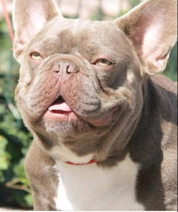 Изабелла мерлле французький бульдог.