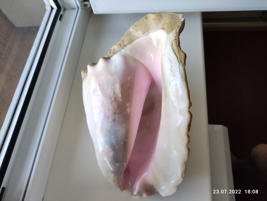 Океанская большая ракушка морская звезда