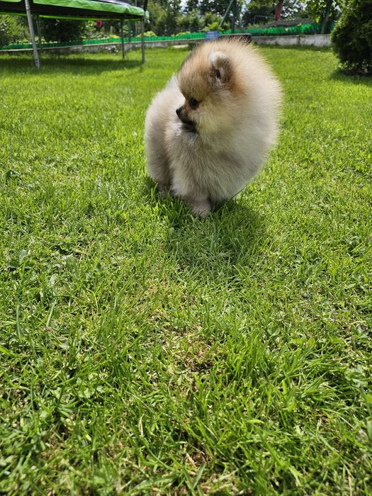Miś pomeranian 3mc komplet szczepień