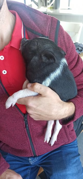 Mini pig/vietnamita bebés