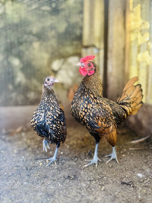 Casal sebrish dourados