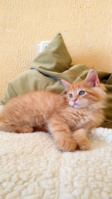 Котёнок Мейн-кун, окрас Cream Tabby (e 22/23). Возраст 1.5 мес