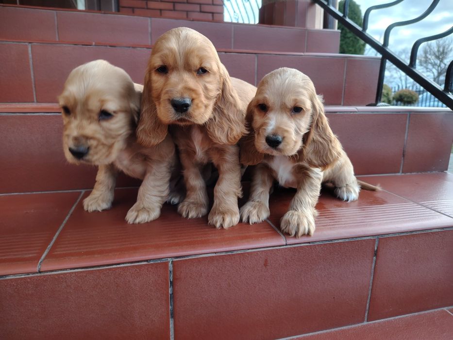 Cocker Spaniel piesek