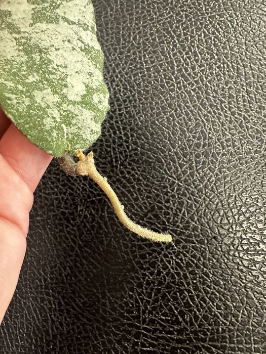 Хойя Caudata Gold