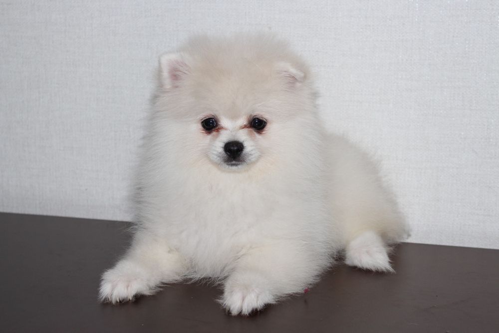 Продам деток Померанского Шпица