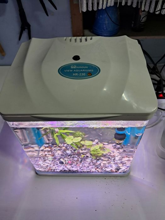 Akwarium małe lecz piękne z życiem