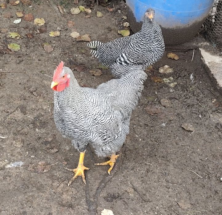 Vendo 1 galo com 7 meses Plymouth Rock Barrada