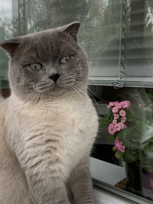 Вязка британских котов