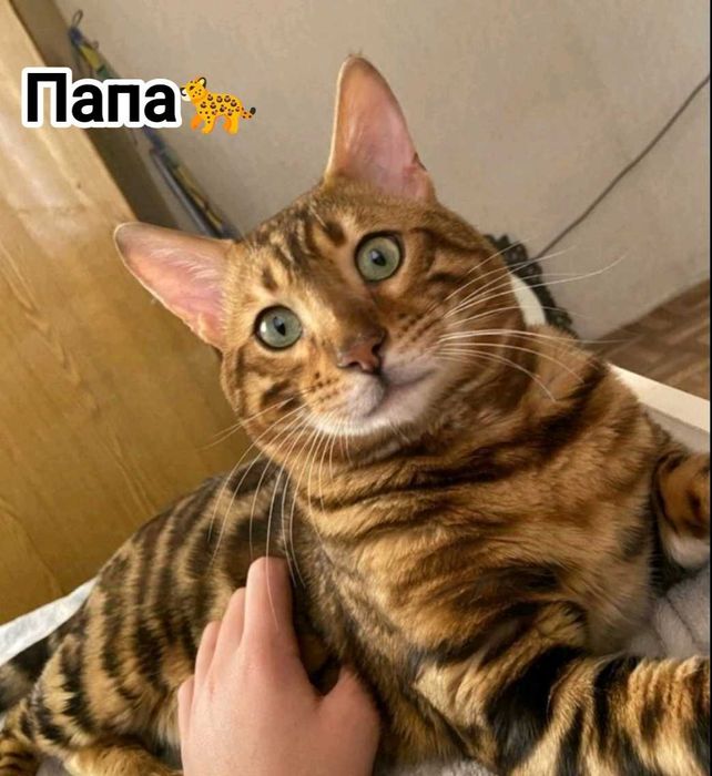 Чистокровна дівчинка Бенгалка.Терміново.Торг