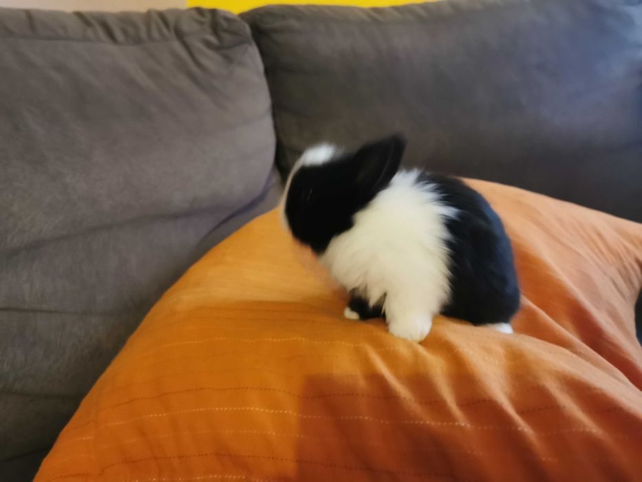 KIT Coelhos anões teddy, mini hôlandes, mini toy, KIT Completo