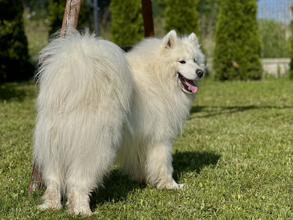 Juz do odbioru! Szczeniak Samoyed