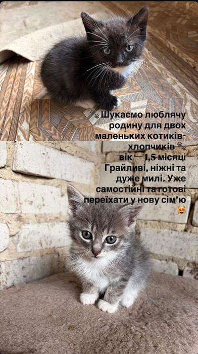 Віддам !Кошенята шукають дім