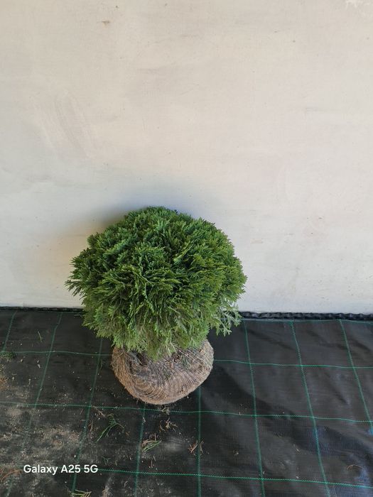 thuja danica kula zielona