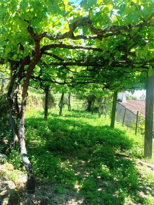 Casa para restaurar e terreno