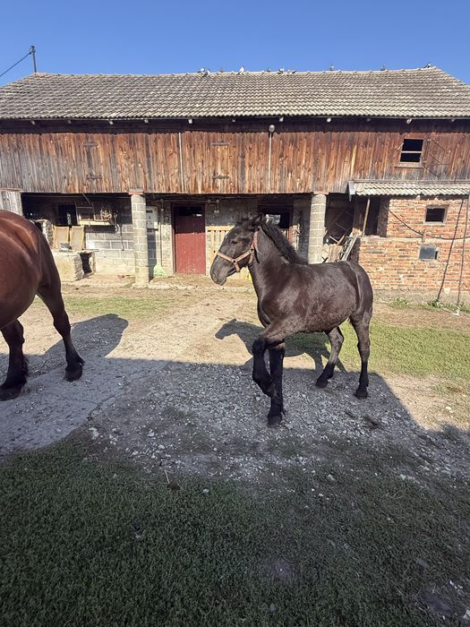 Źrebica zimnokrwista