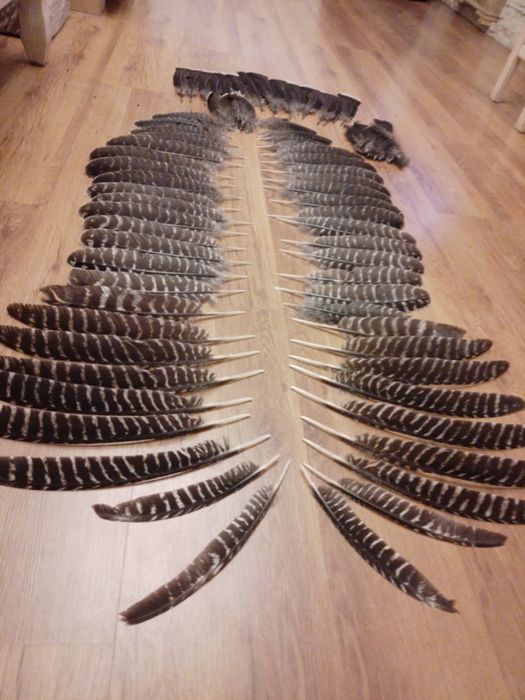 Pióra indycze  cały komplet