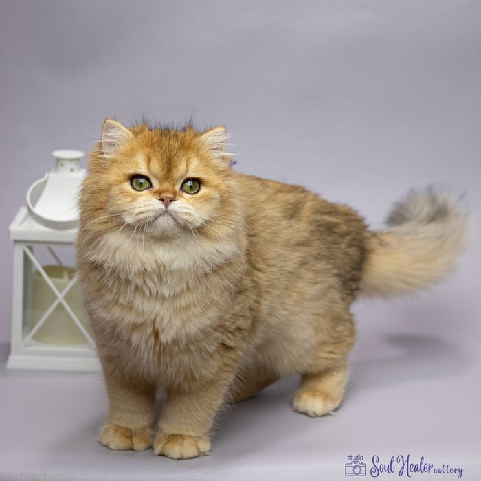 Британське кошеня