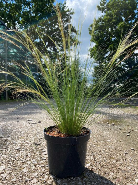 Trawa ozdobna - Stipa 'Pony Tails'
