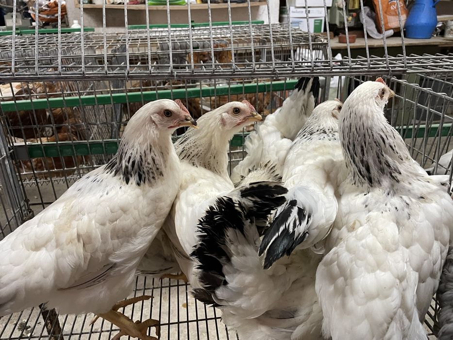 Frangas poedeiras