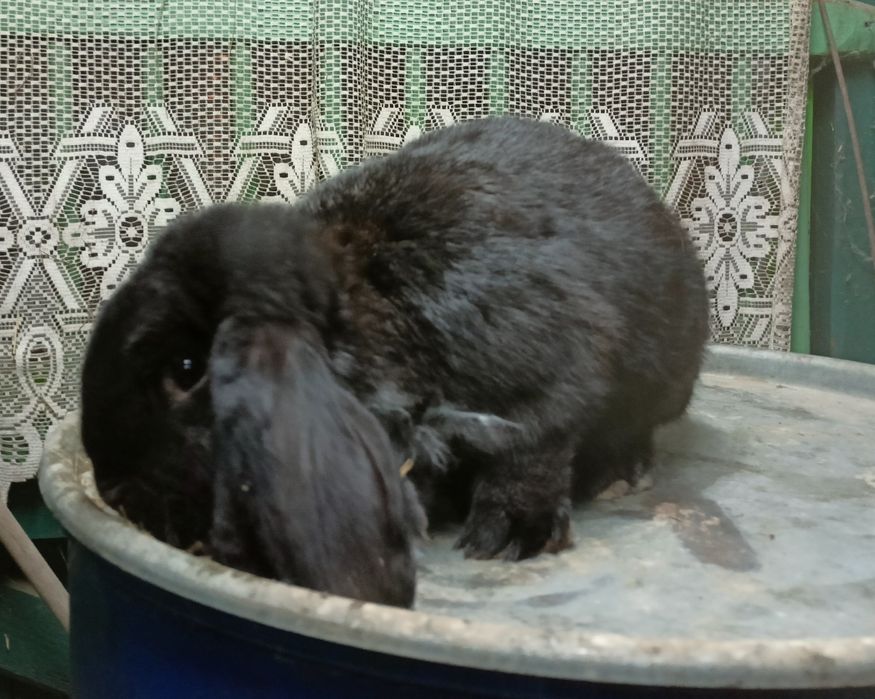 Baran Francuski czarny, żelazisty.