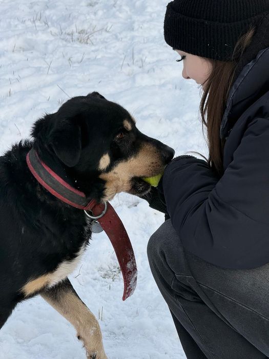 Diesel – zwykły, więc niewidzialny adopcja tymczas