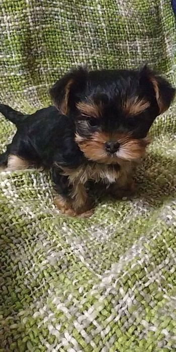 Девочка мини Йорк