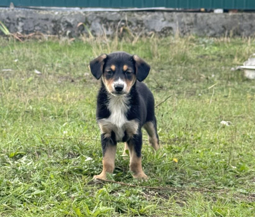 Цуценя хлопчик 2 міс