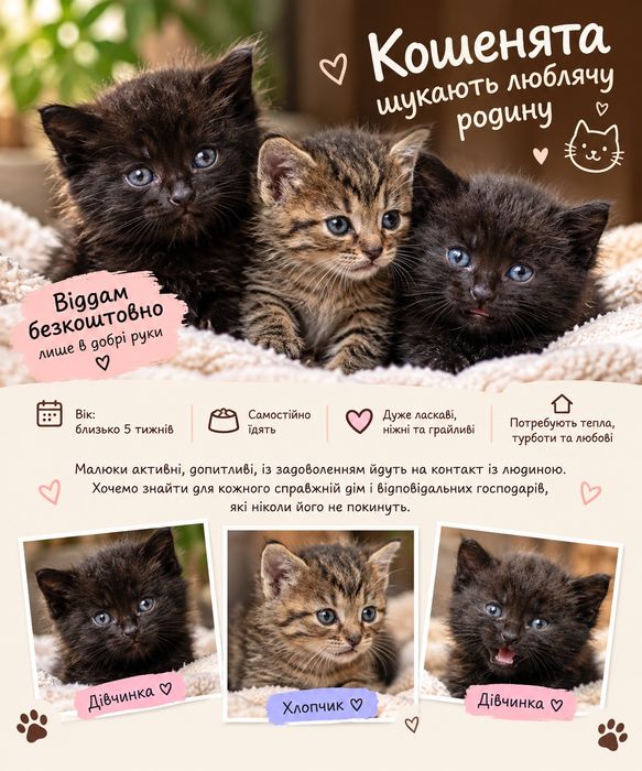 Кошенята шукають люблячу родину