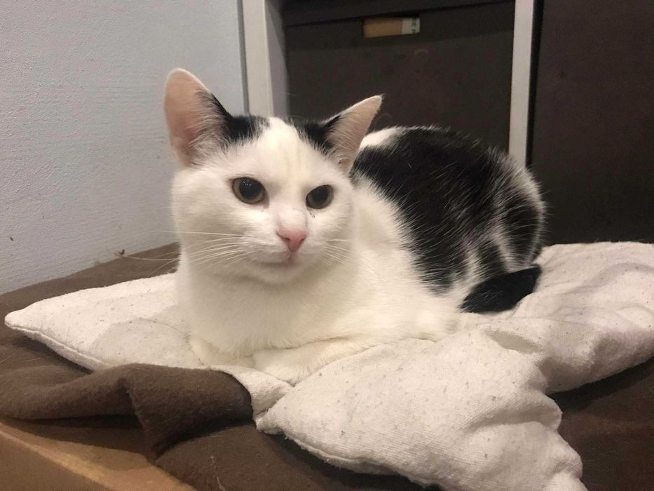 Kotka Czesia szuka cudownego domku