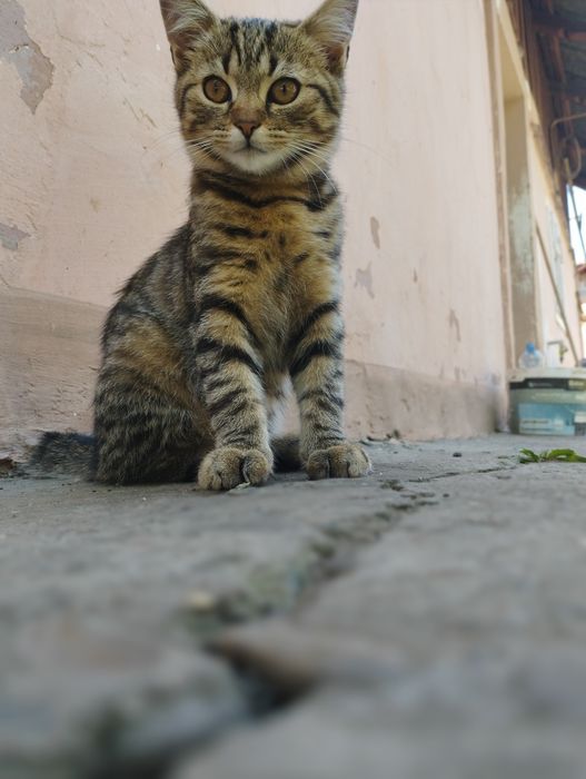 Кошенятко дівчатка