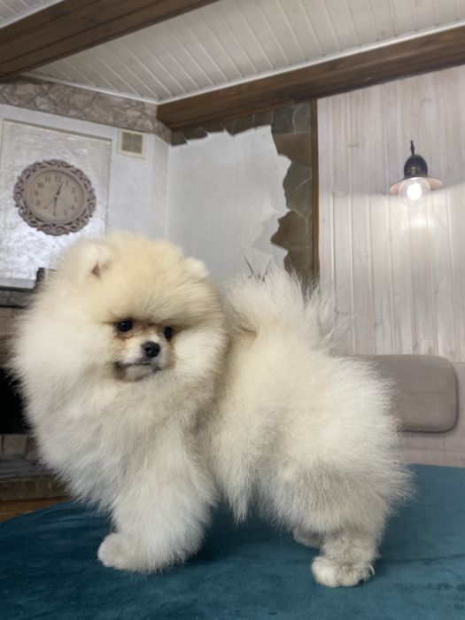 Шоу клас! Померанський шпіц. Тип ведмедик.