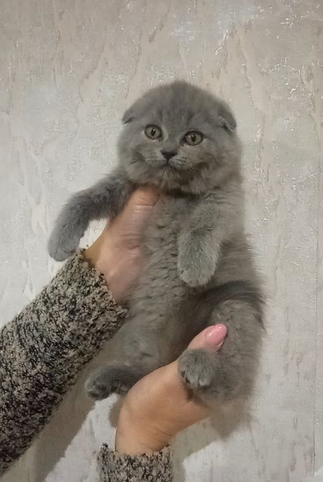 Голубий хлопчик .
