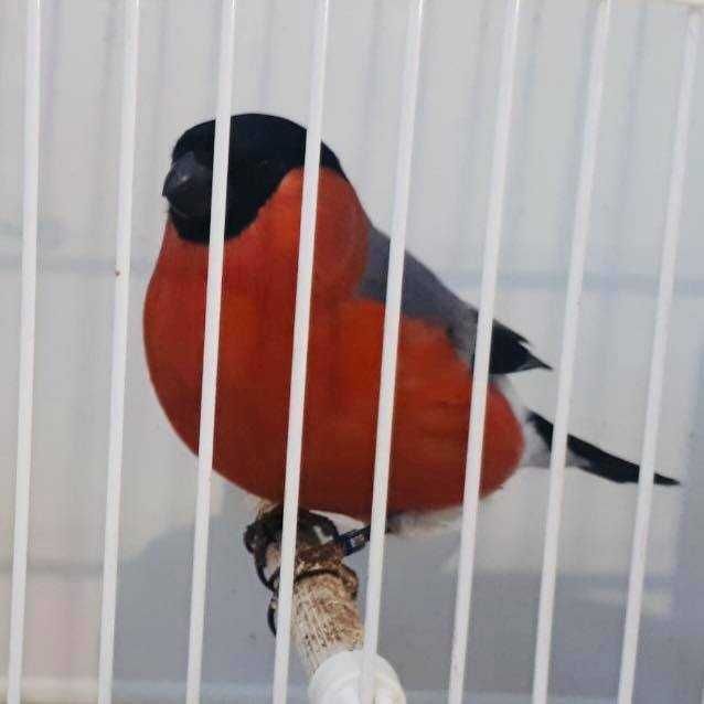 Bicos Grossudos  anilhados 2024/2025 (Outras aves)