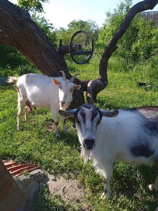 Продам срочно козачек