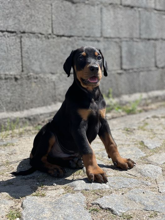 Dobermann fêmea TOP