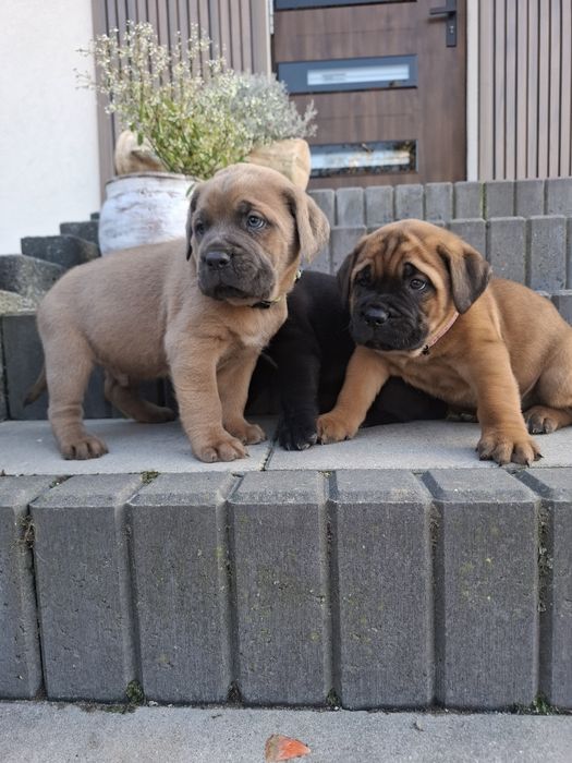 Masywne psiaki cane corso