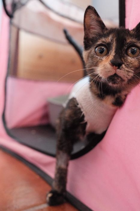 A Zoey procura uma família - gata bebé