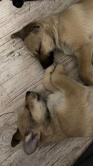 Цуценята шукають дім