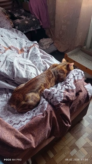 Бенгальський кіт